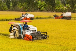 Delta rice yields high despite bad weather
